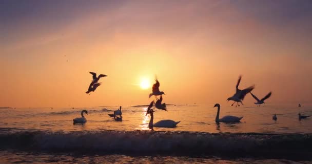 Belo Nascer Sol Sobre Praia Cisnes Patos Gaivotas Flutuando Água — Vídeo de Stock