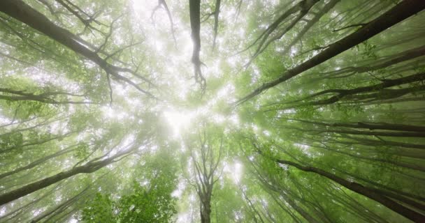 Bosque Místico Árboles Bosque Otoño Una Niebla Rayos Sol — Vídeos de Stock