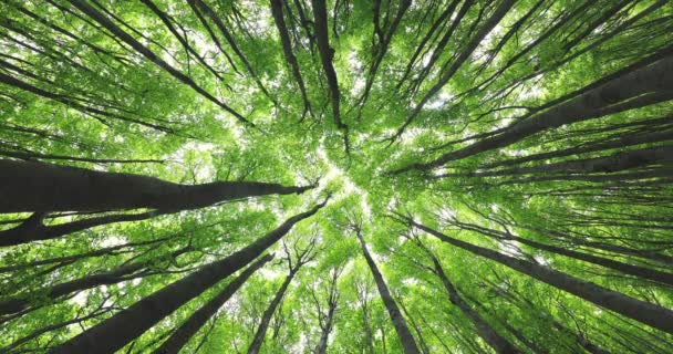 Hermosos Rayos Sol Bosque Árboles Verdes Niebla — Vídeos de Stock