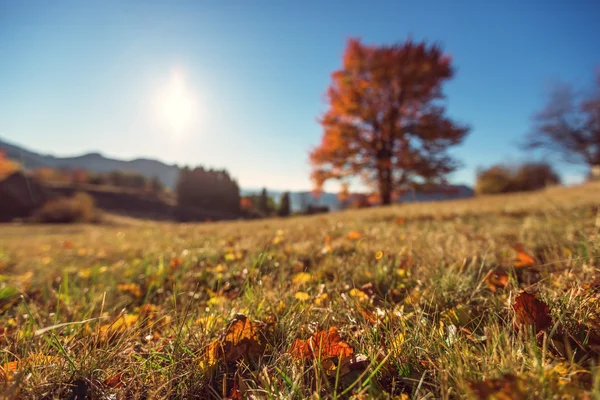 Осіннє поле, оранжеве дерево розкладене — стокове фото