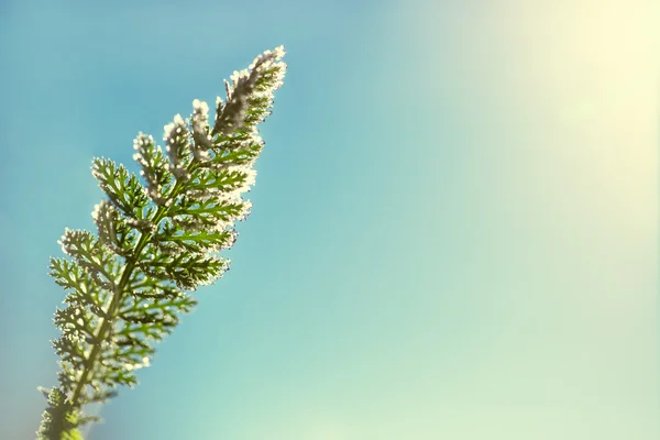 Hoarfrost ile kaplı çam dalları — Stok fotoğraf