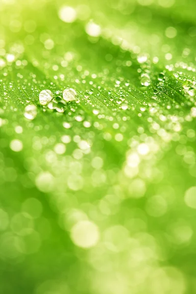 녹색 식물 잎과 물 드랍 스의 근접 촬영 — 스톡 사진