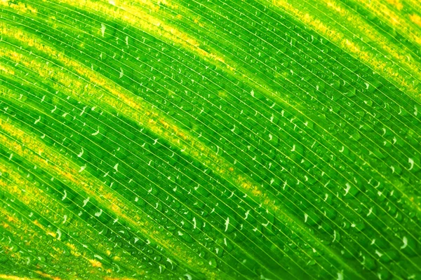Green leaf with drops of water — Stock Photo, Image