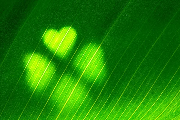 Hoja verde con forma de trébol — Foto de Stock