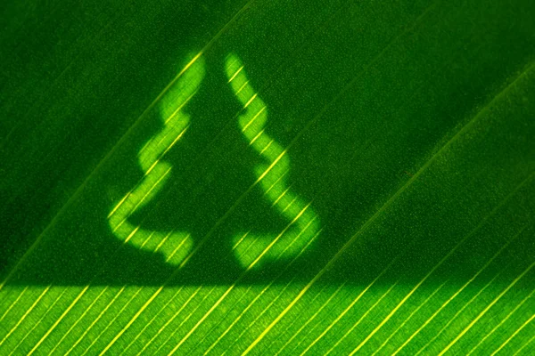 Green leaf with christmas tree shape — Stock Photo, Image