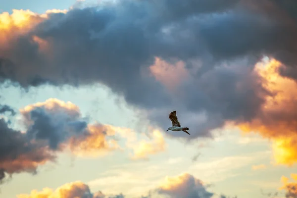 Flying bird In The blue Sky — Stock Photo, Image