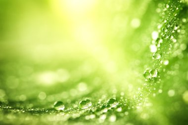 Beautiful green leaf with drops of water clipart