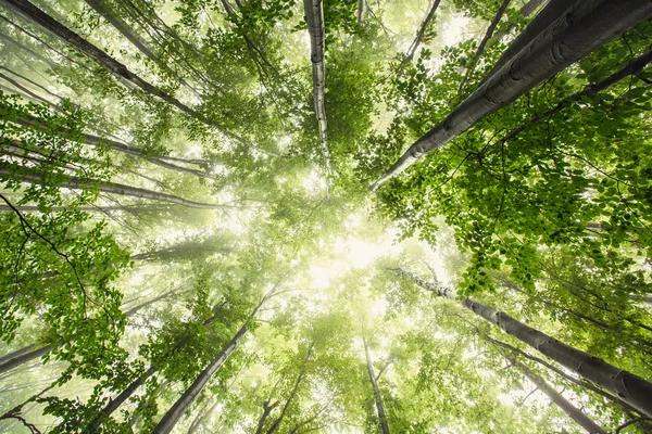 Vacker natur på morgonen i den dimmiga vårskogen med sol — Stockfoto