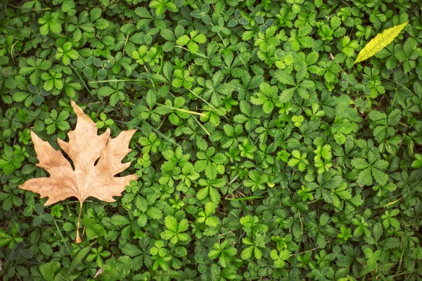 Herfstblad op groen gras — Stockfoto