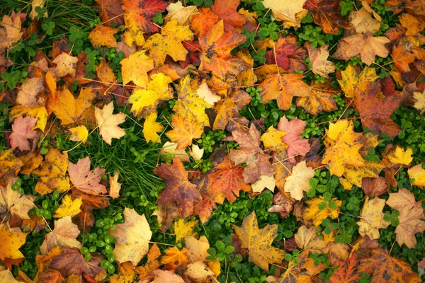 Colorful background of autumn leaves — Stock Photo, Image