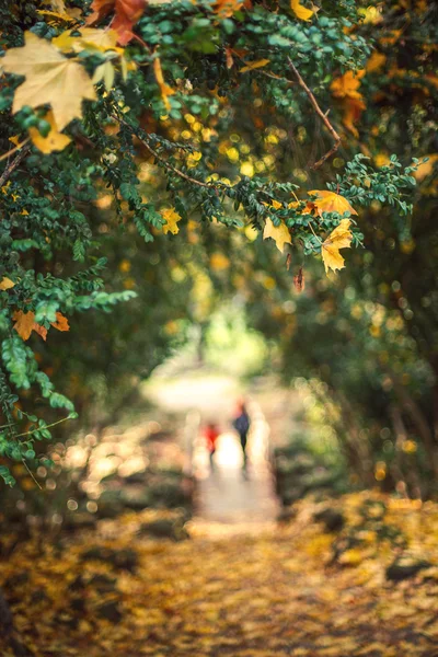 秋の紅葉と多重の背景 — ストック写真