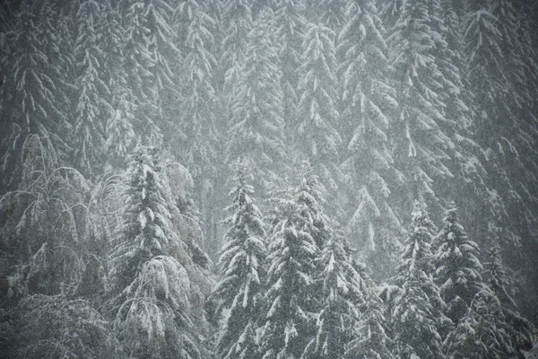 冬季雪上的树木 — 图库照片