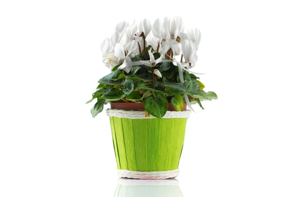 Bela flor em vaso isolado no fundo branco — Fotografia de Stock