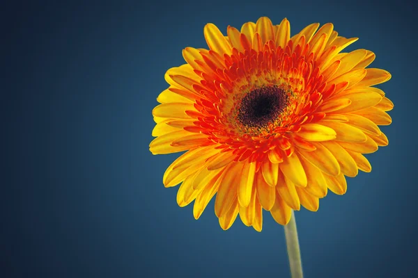 Gerbera flor margarida no fundo azul — Fotografia de Stock