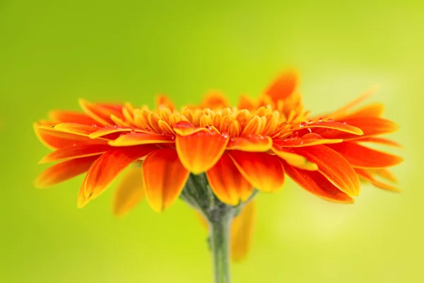 黄色の背景にオレンジ色のガーベラ デイジーの花 — ストック写真