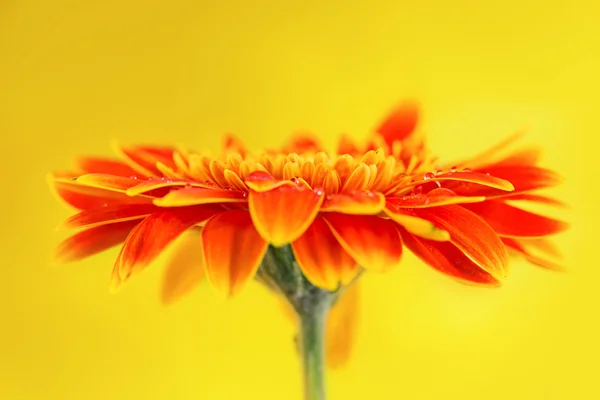 Laranja gerbera flor margarida no fundo amarelo — Fotografia de Stock