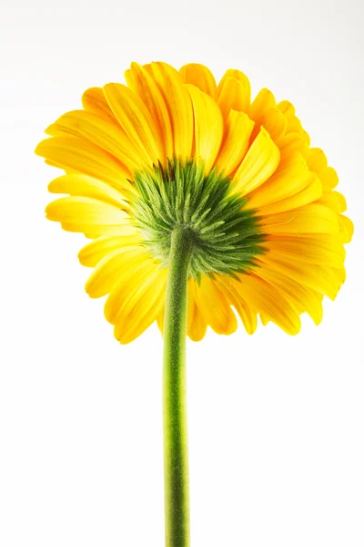Makro foto av gula gerbera blomma — Stockfoto