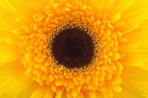 Macro photo of yellow gerbera flower — Stock Photo, Image