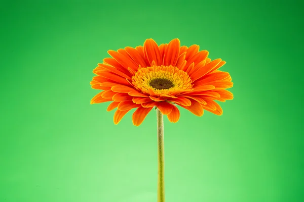 Flor de laranja Gerbera isolada em verde — Fotografia de Stock