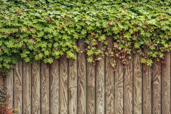 Färska gröna blad på träram bakgrund — Stockfoto