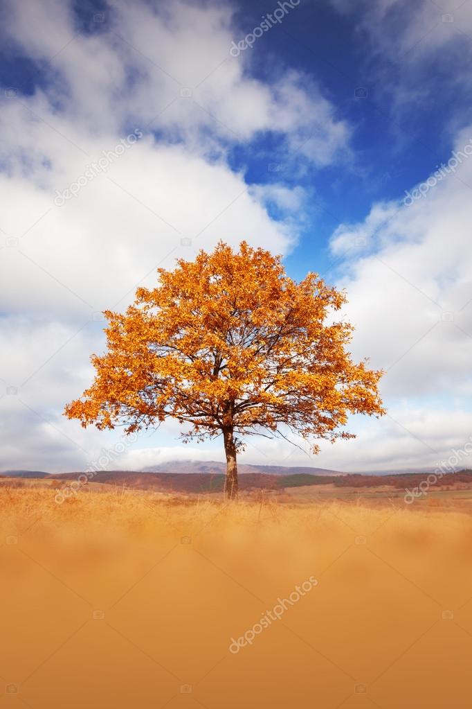 Lonely beautiful autumn tree