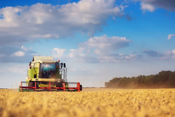 Colheita de trabalho Combine no campo de trigo — Fotografia de Stock