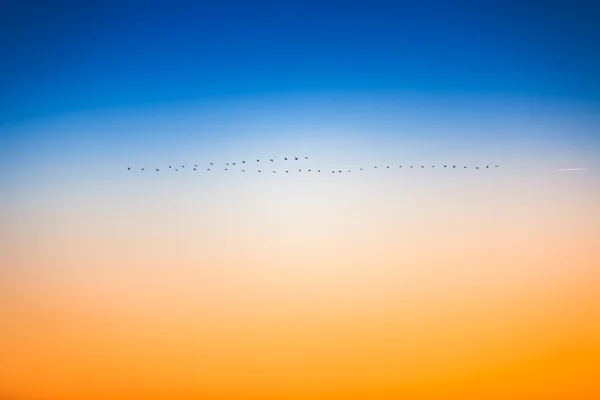 Oiseaux volant dans le ciel au coucher du soleil — Photo