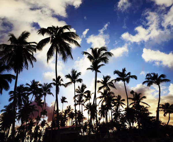 Blick auf Kokospalmen aus der Perspektive — Stockfoto