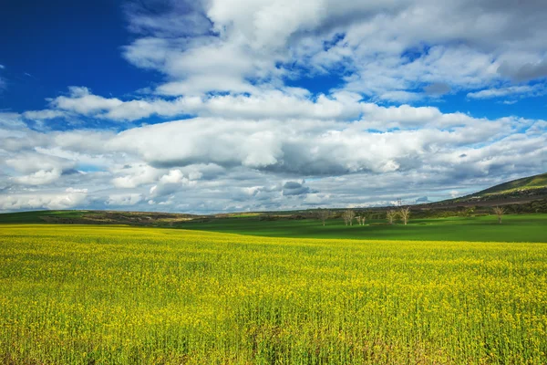 Campo de colza amarela contra o céu azul e nublado — Fotografia de Stock