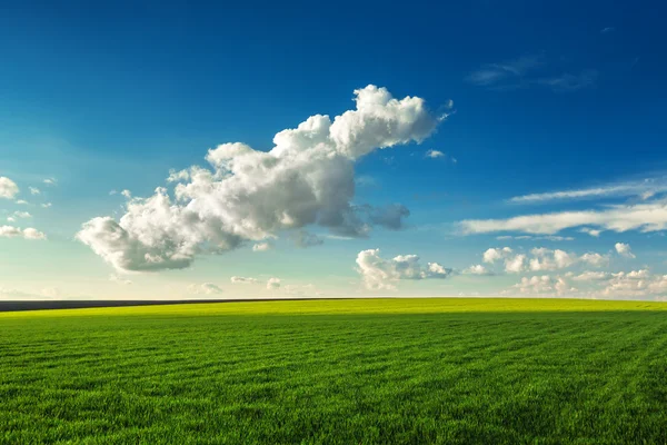 Tarweveld tegen blauwe lucht met witte wolken — Stockfoto
