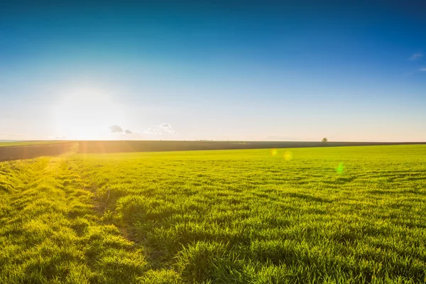 Afbeelding van groen grasveld en de blauwe hemel — Stockfoto