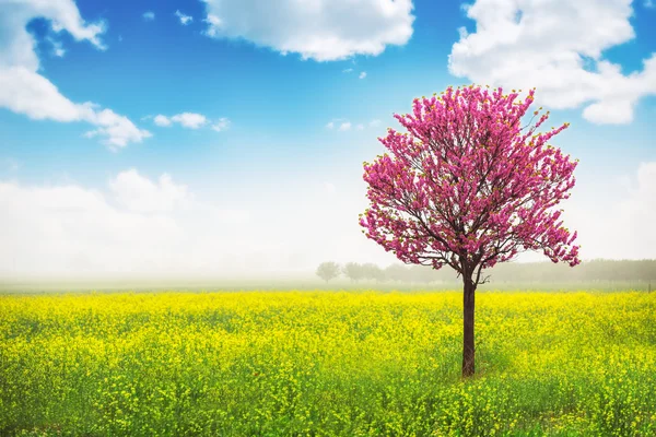 Árbol de primavera en el campo de colza — Foto de Stock