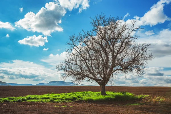 Tomt fält, träd och mulen himmel — Stockfoto