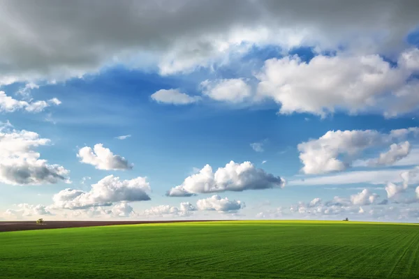 Campo de trigo contra el cielo azul con nubes blancas —  Fotos de Stock