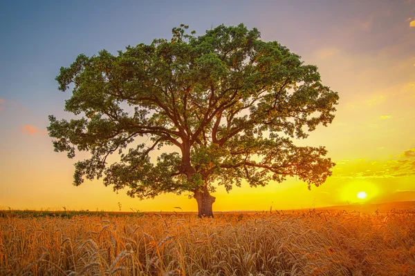 Grande albero verde in un campo, colpo estivo — Foto Stock