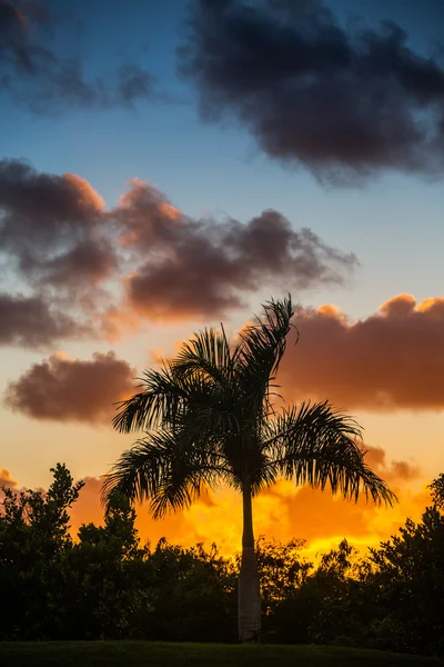 Silhouette di palma al tramonto — Foto Stock