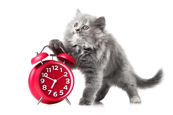 Adorable kitten with red alarm-clock isolated copyspace — Stock Photo, Image
