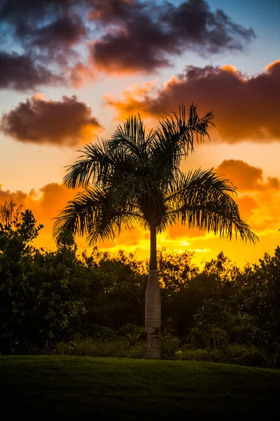 Palm tree silhouette on sunset — Stock Photo, Image