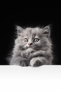 Kedi ya da tabela izole kedi yavrusu