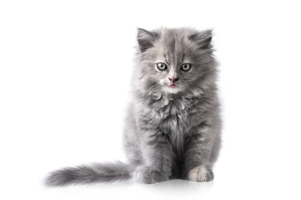Портрет маленького кота или котенка — стоковое фото