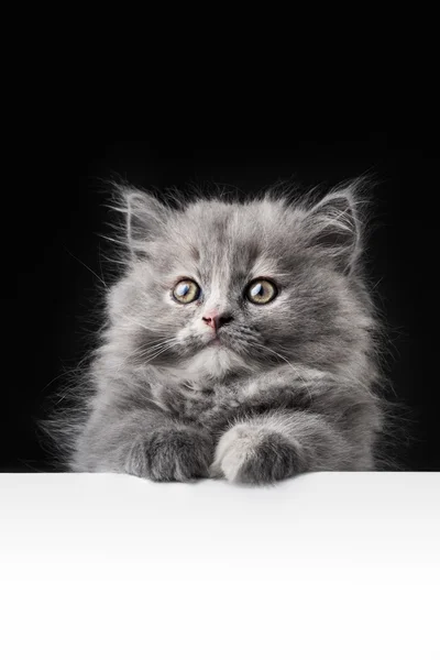 Кошка или котенок изолированы за вывеской — стоковое фото