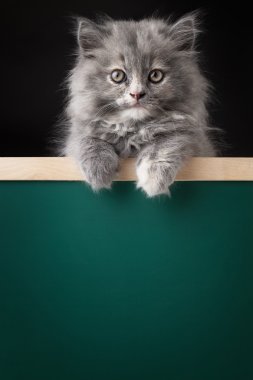 Kedi ya da tabela izole kedi yavrusu