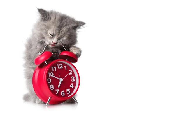 Adorable gatito con alarma roja-reloj copyspace aislado — Foto de Stock