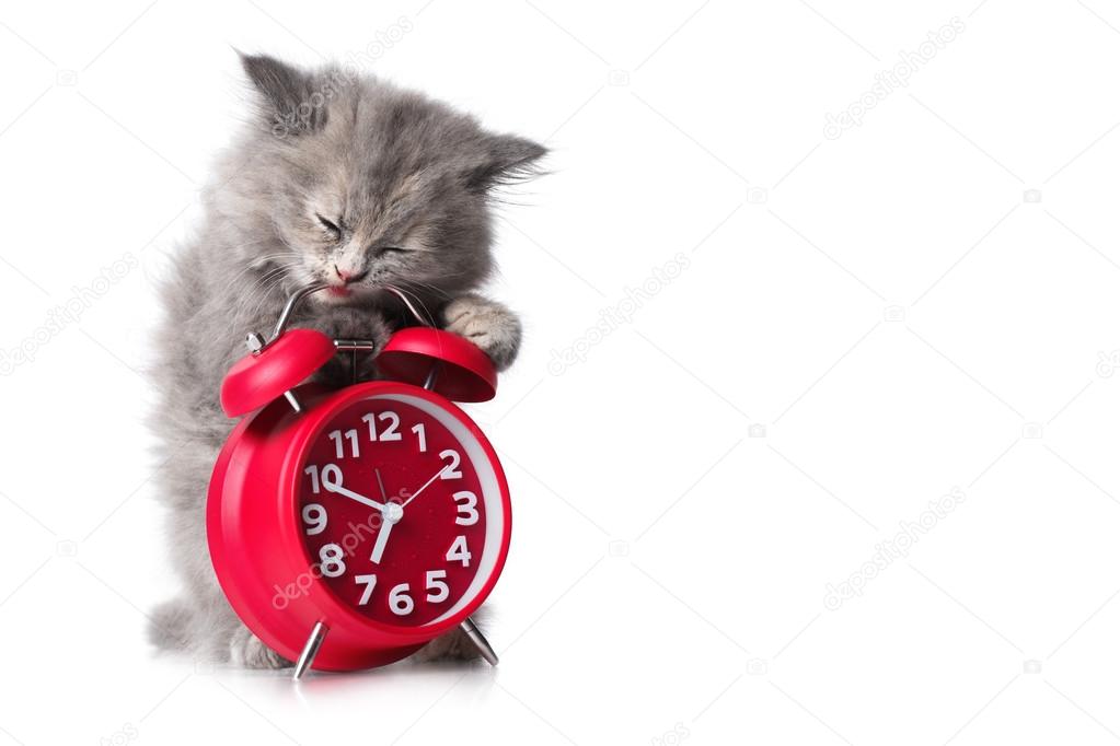 Adorable kitten with red alarm-clock isolated copyspace