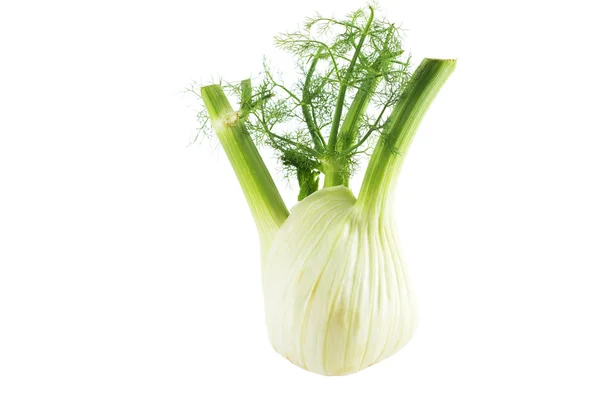 Fresh, organic fennel on a white background — Stock Photo, Image