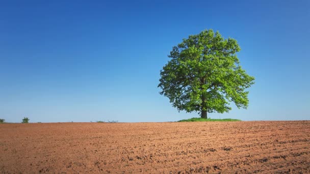 Arbre de printemps avec des feuilles fraîches sur une prairie 