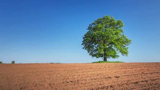 Spring tree with fresh leaves on a meadow — Stock Video