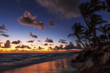 Tropik sahilde palmiye ağaçları