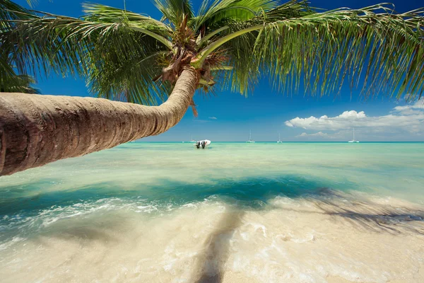 Schöne Palme über karibischem Meer — Stockfoto