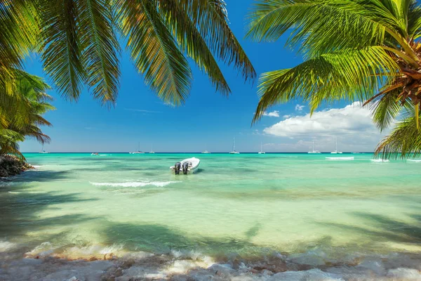 Palmiers sur une plage exotique de luxe — Photo